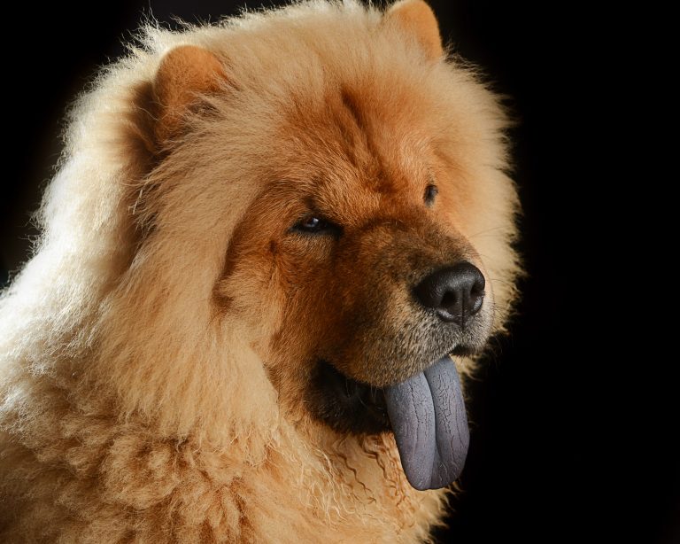 O Que Significa Chow Chow