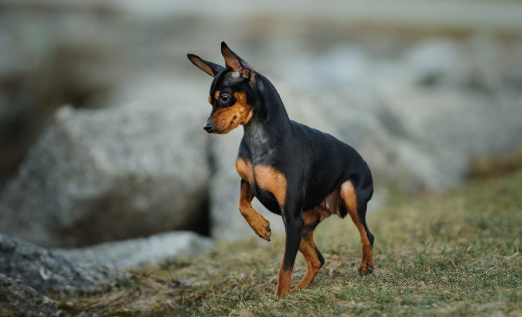 Pinscher Características Dicas E Fotos